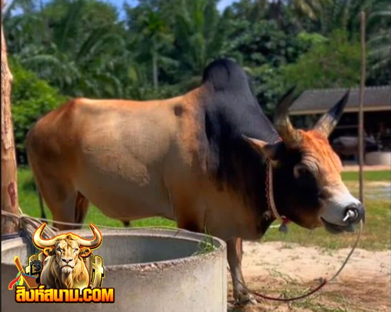 แดงงามพระร่วงรางปืน-(สายฟ้า)
