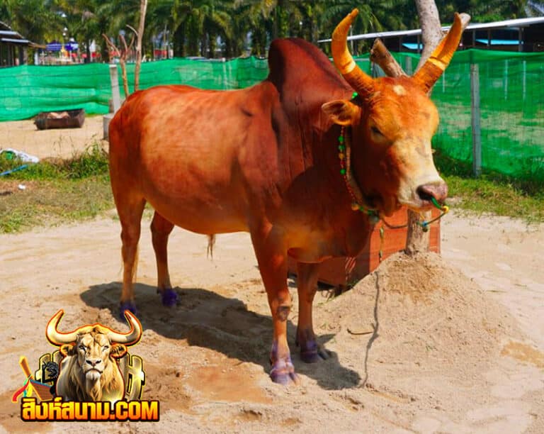 แดงดอกโพธิ์จักรพรรดิเจ้าปฐพี-(ดอกรัก)