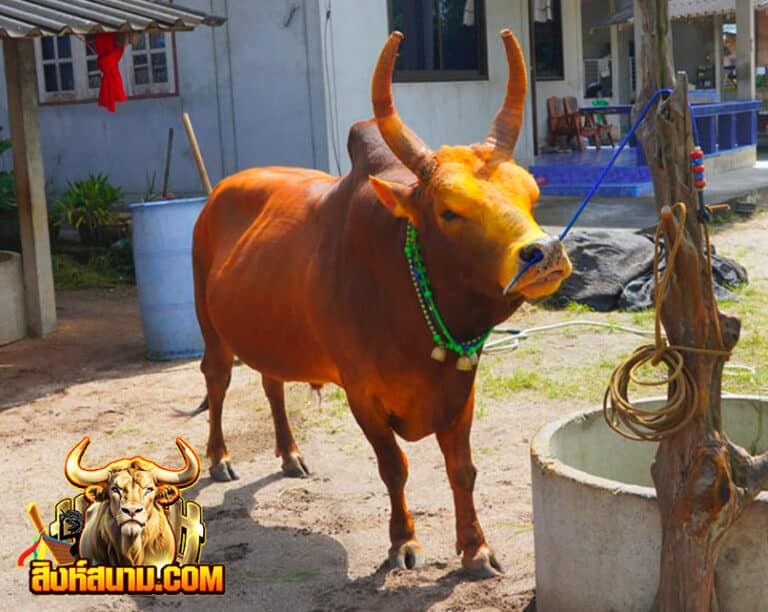 โคขาวเพชรบุญมี-(ยิปมัน)