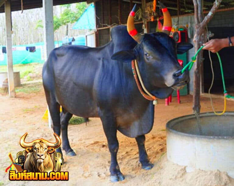 โคดุกด้างแซมปิ่นสยามยอดพิชิตชัย-(ไอ้แซม)