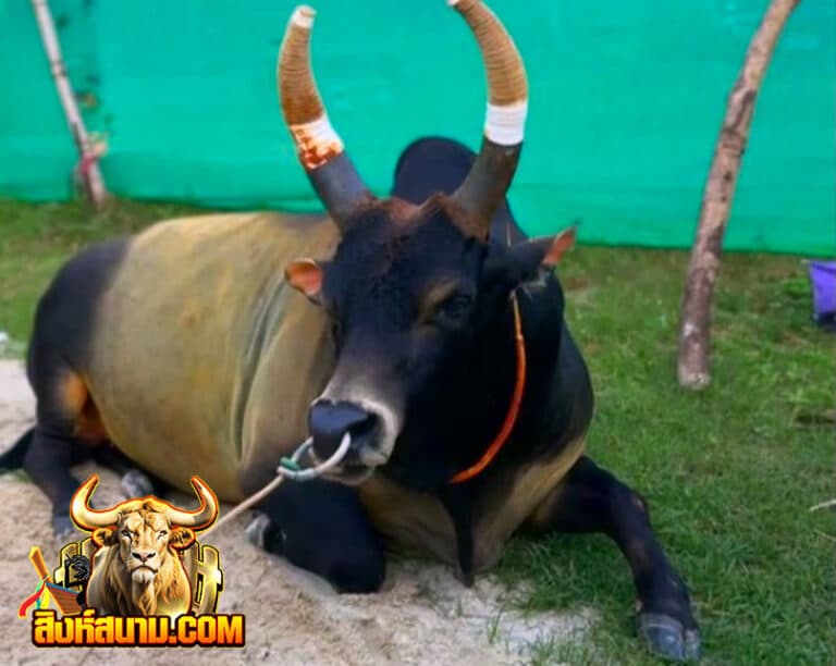 โคลังสาดคมพยัคฆ์เล็ก-(เจ้าคุณ)