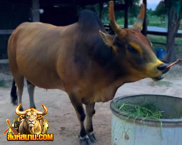 โคลังสาดงามพรมีชัย