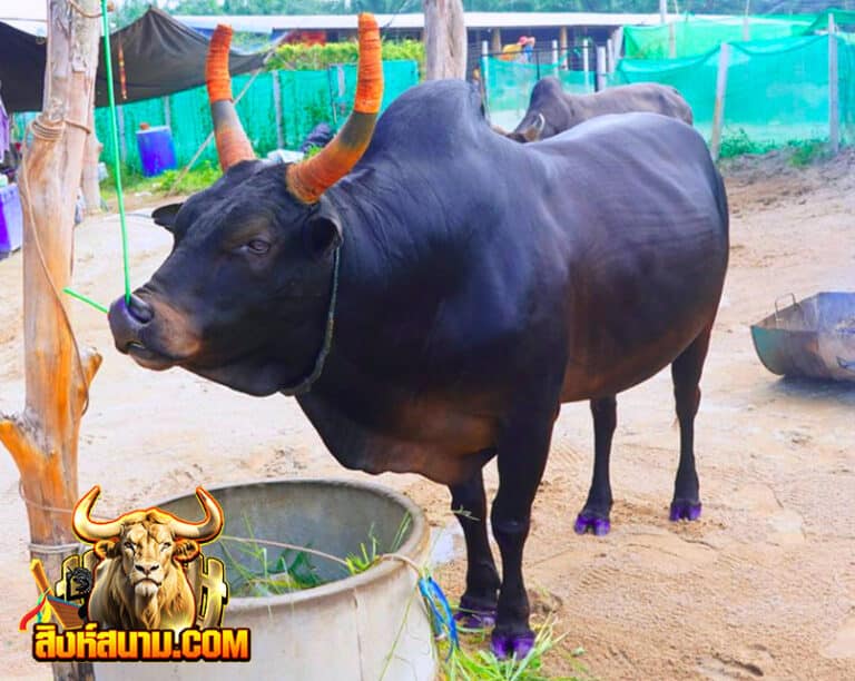 โคโหนดงามพิชัยยุทธ-(ลูกควายพระแสง)