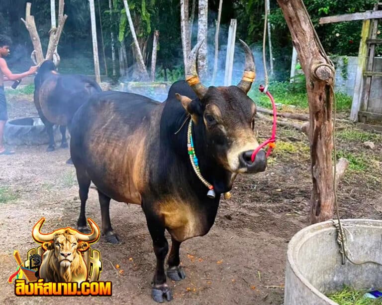 โคโหนดงามศิลป์ชัย(อ้ายสิน)