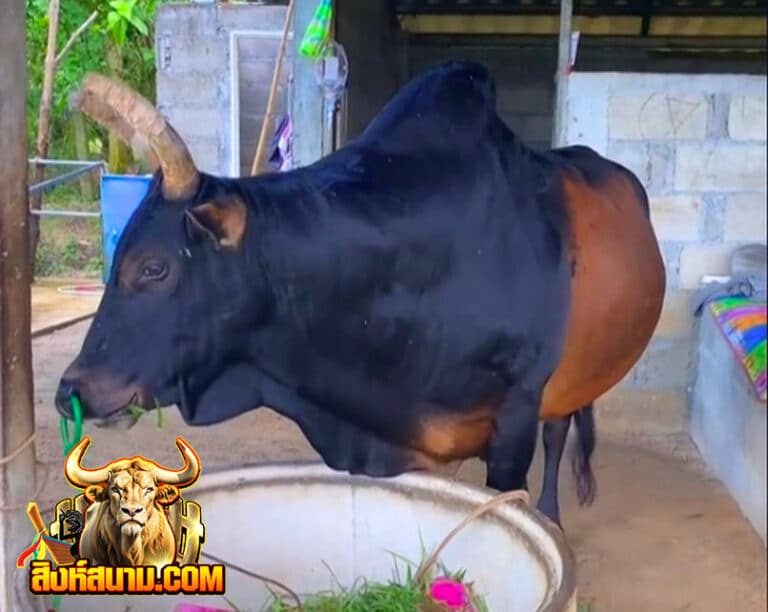 โคโหนดเพชรกระบี่