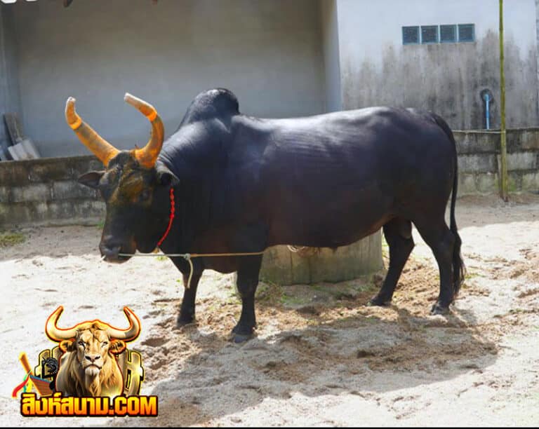 โคโหนดแซมเพชรวันดี-(แม่ยาย)