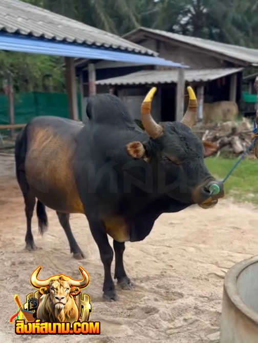 โหนดหลังขาวยอดไอแอ็ด (นกเล็ก)