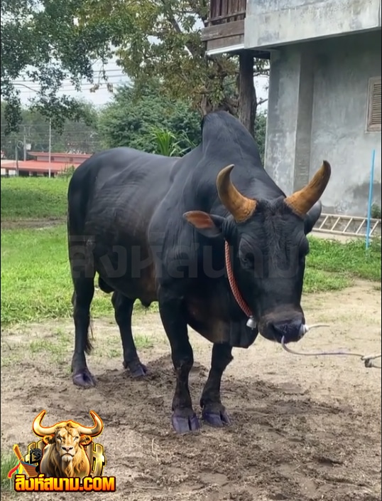 โหนดซุปเปอร์เล็ก (ท่านเปี้ยก)