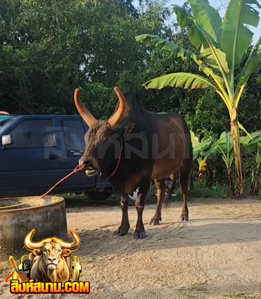 โหนดลูกออมทัพ (หัวโต)