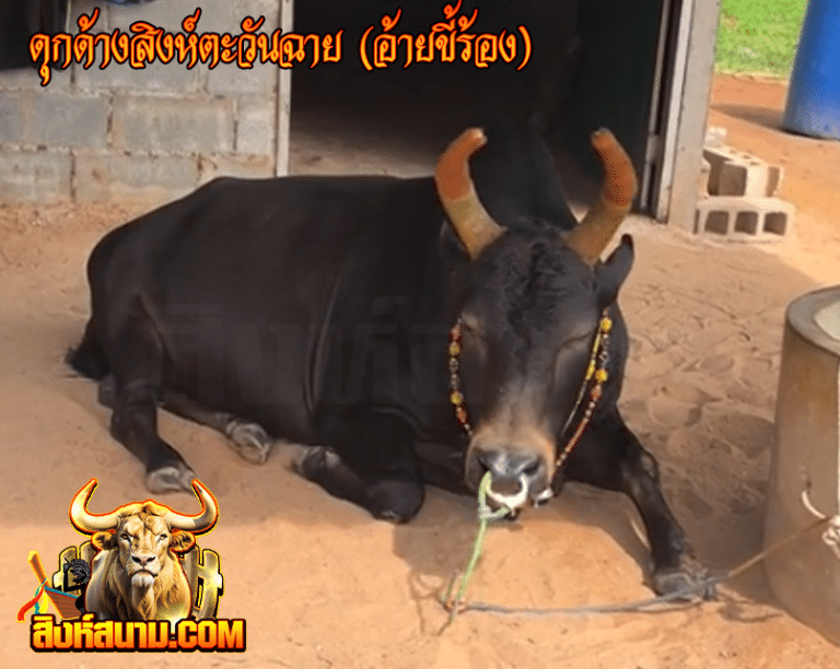 ดุกด้างสิงห์ตะวันฉาย (ไอ้ขี่ร้อง)