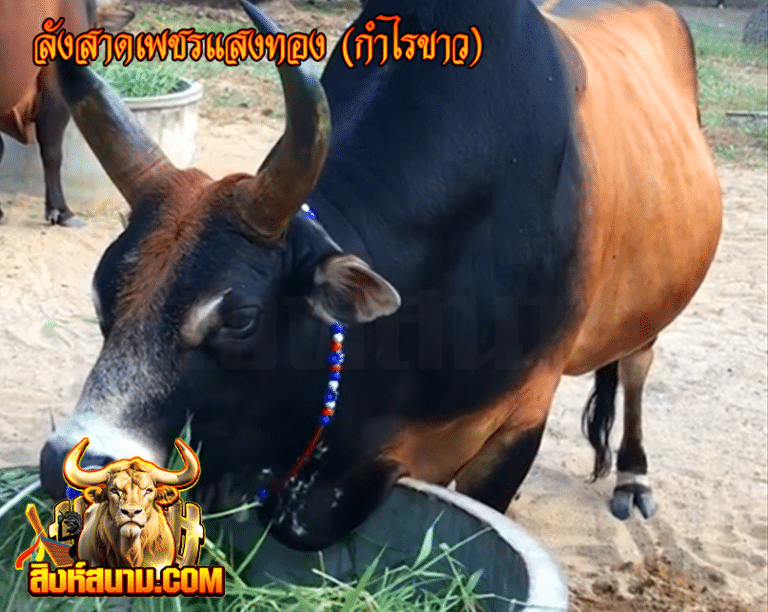 ลังสาดเพชรแสงทอง (กำไรขาว)