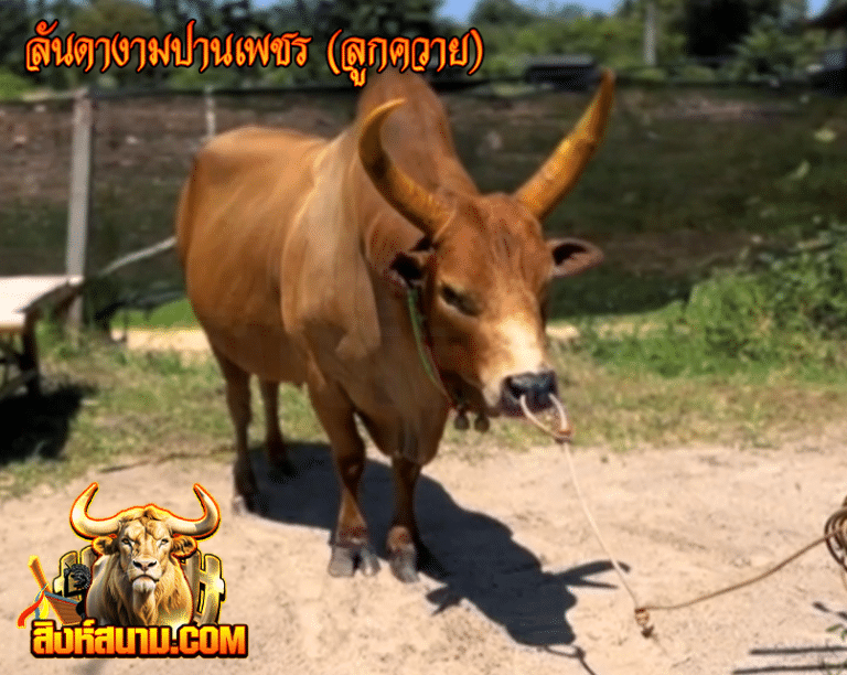 ลันดางามปานเพชร (ลูกควาย)