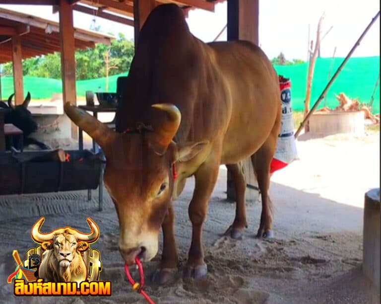 แดงงามยุทธการ