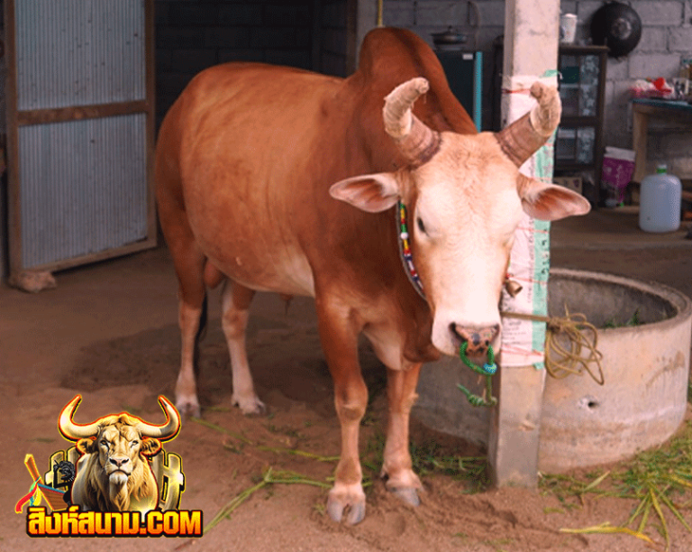 โคขาวงามพีชัยยุทธ-(ไอตี้ใหญ่)