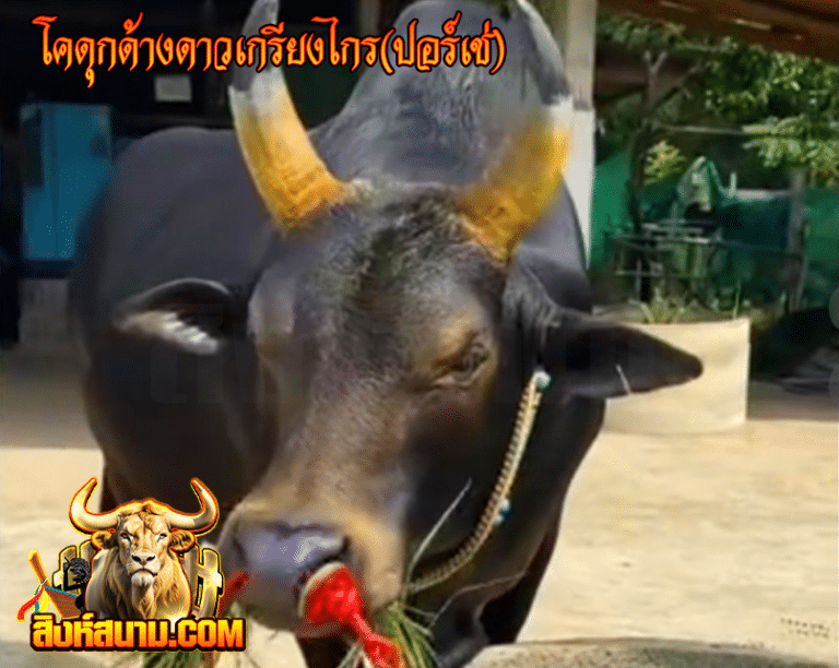 โคดุกด้างดาวเกรียงไกร(ปอร์เช่)
