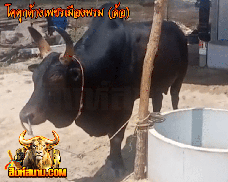 โคคุกค้างเพชรเมืองพรม (ล้อ)