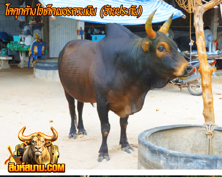 ดุกด้างใจเด็ดเพชรควนเงิน (อ้ายประกัน)