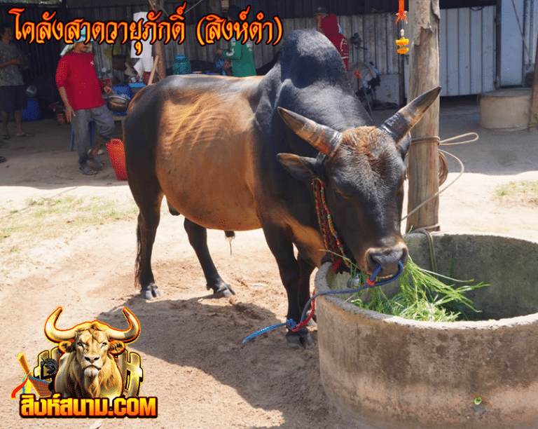 โคลังสาดวายู่ภักดิ์ (สิงห์ดำ)