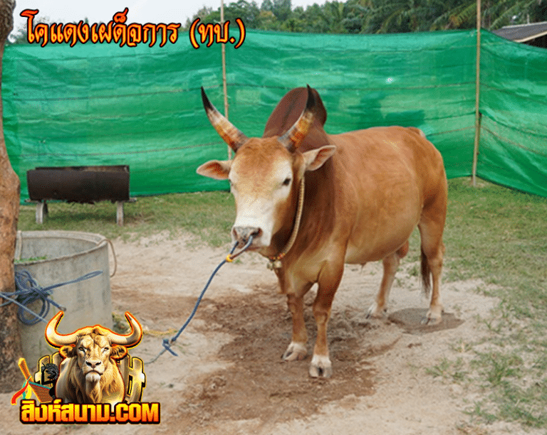 โคแดงเผด็จการ (ทบ