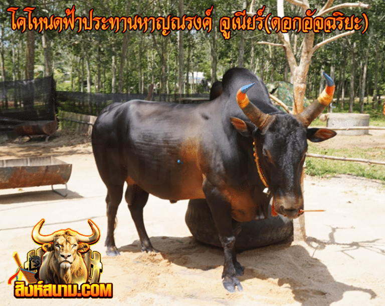 โหนดฟ้าประทานหาญณรงค์จูเนียร์ (ดอกอัจฉริยะ)