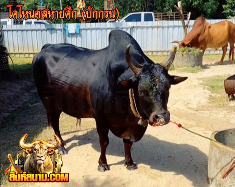 โคโหนดูสหายคึก (บักกรน)
