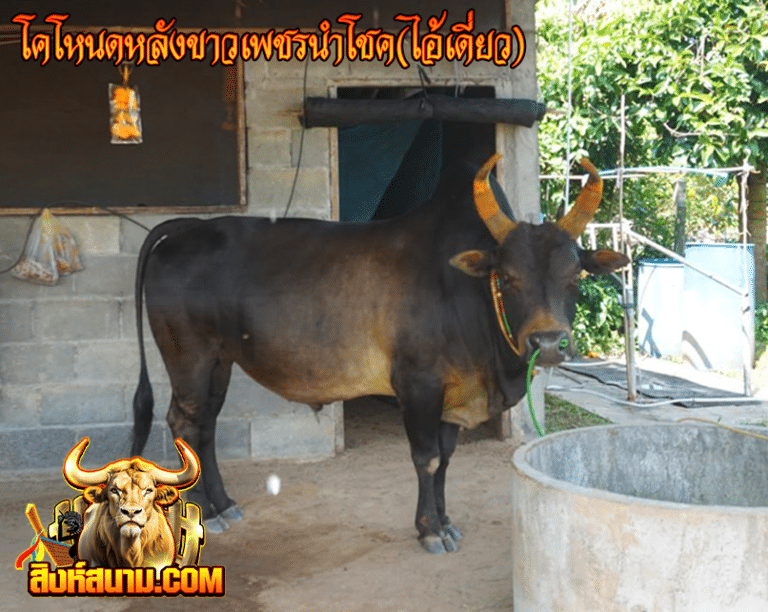 โคโหนดหลังขาวเพชรนำโชค(ไอ้เดี่ยว)