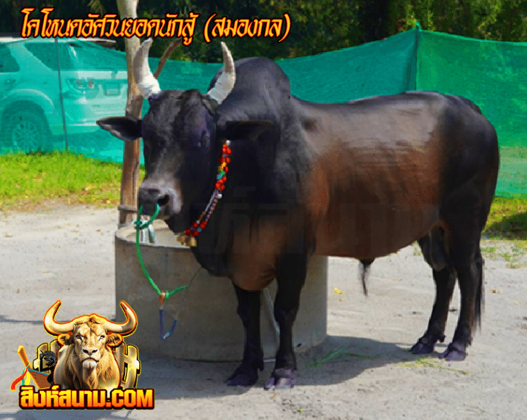 โหนดอัศวินยอดนักสู้ (สมองกล)