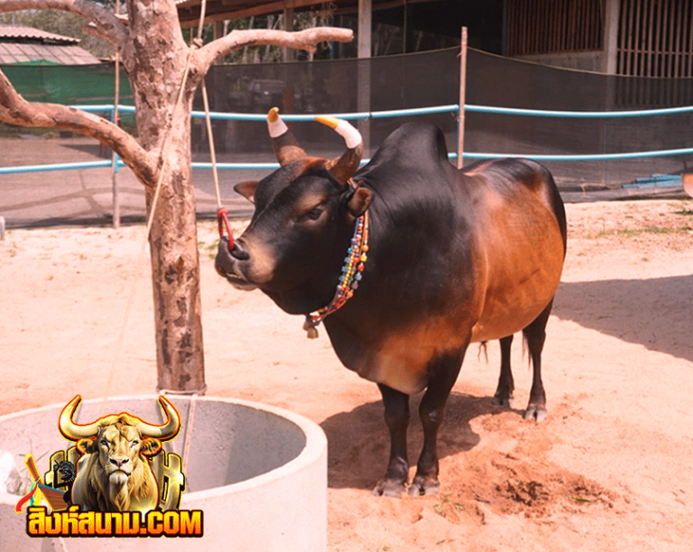 โคโหนดแสงตะวัน-(ไอ้สงกรานต์)