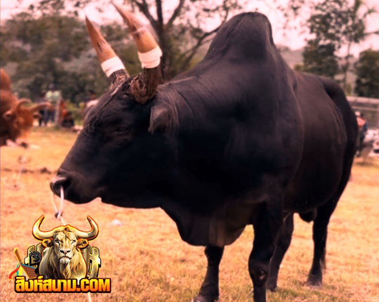 โดนิลท้องลายคมพยัคฆ์เพชรพันล้าน (เช็ดขาด)