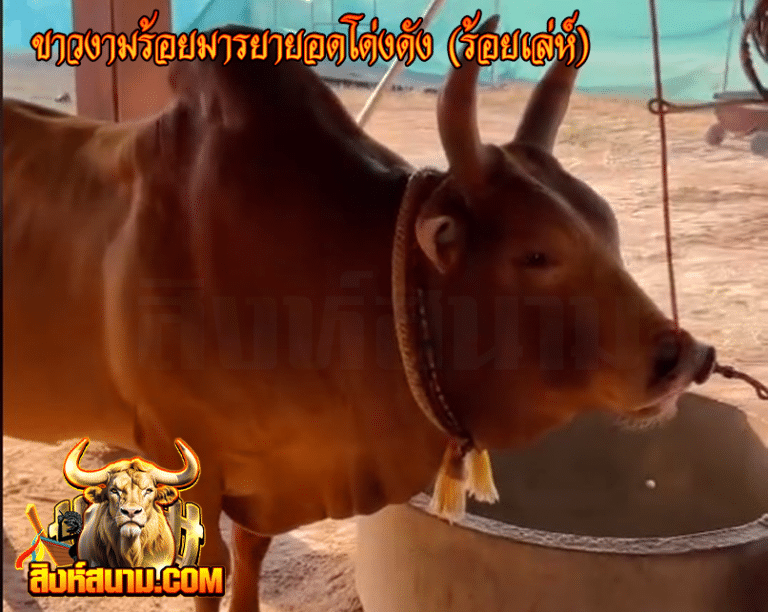 ขาวงามร้อยมารยายอดโด่งดัง (ร้อยเล่ห์)