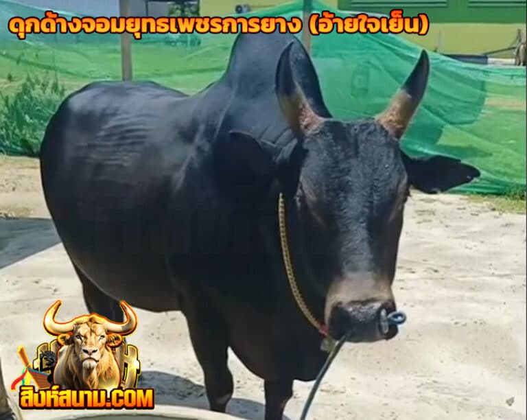 ดุกด้างจอมยุทธเพชรการยาง(อ้ายใจเย็น)