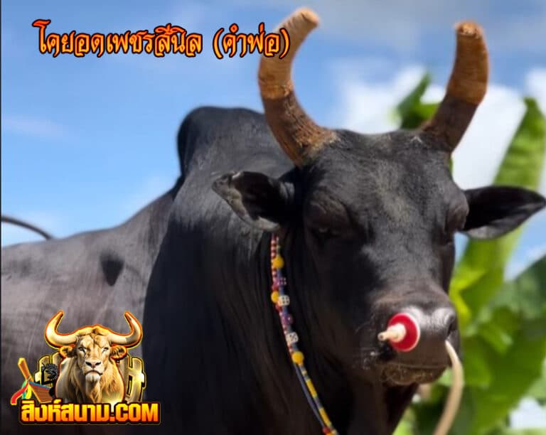 ข้อมูลวัวรายวัน ลังสาดยอดเพชรเอก