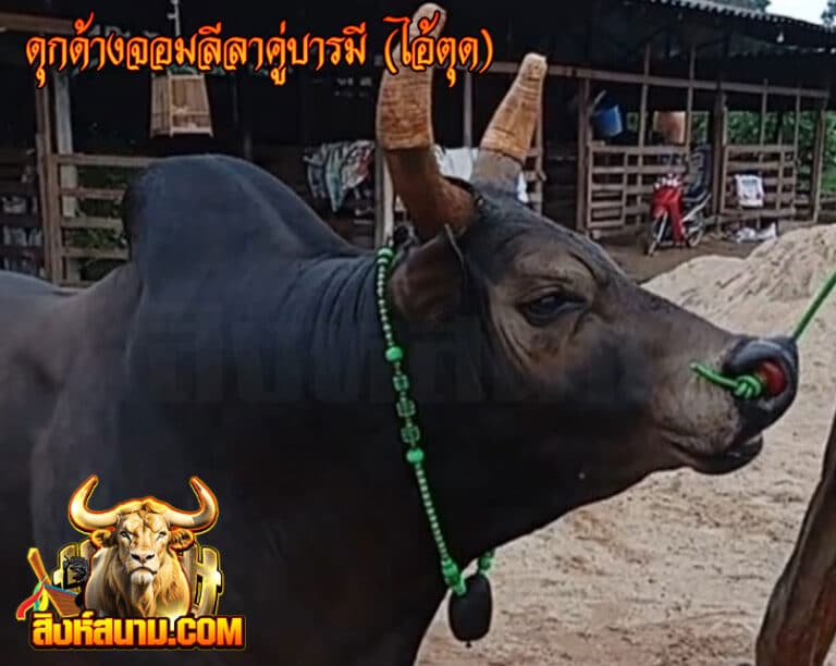 ดุกด้างจอมลีลาคู่บารมี-(ไอ้ตุด)