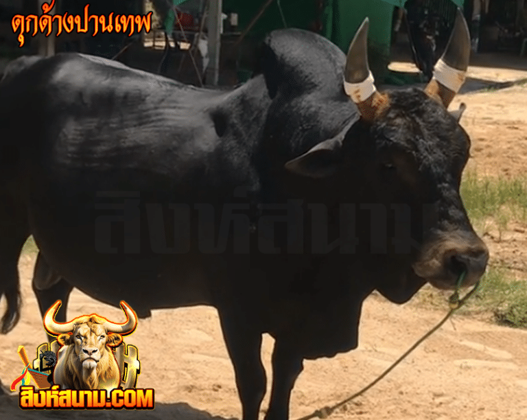 ดุกด้างปานเทพ