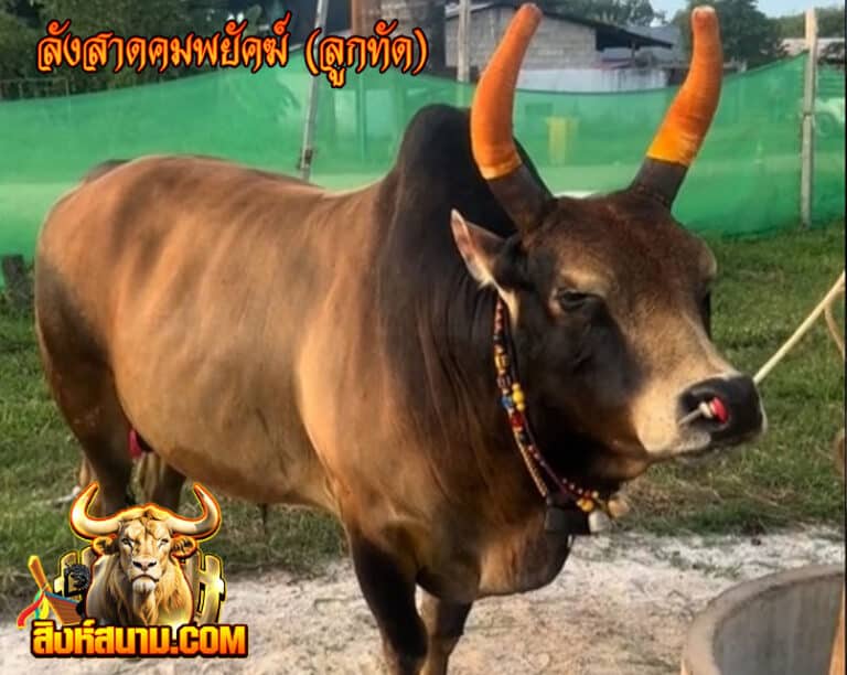 ลังสาดคมพยัคฆ์-(ลูกทัด)