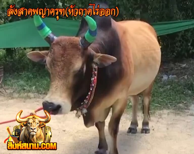 ลังสาดพญาครุฑ(หัวถาดไร่ออก) 11