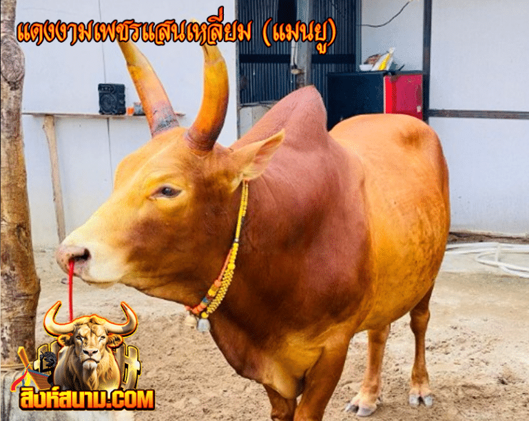 แดงงามเพชรแสนเหลี่ยม (แมนยู)