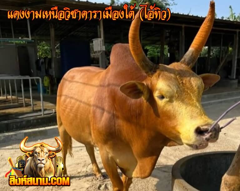 แดงงามเหนือวิชาดาราเมืองใต้-(ไอ้ทิว)