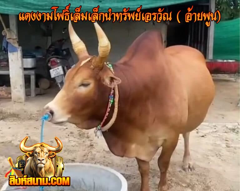แดงงามโพธิ์เล็มเล็กนำทรัพย์เอรวัณ ( อ้ายพ