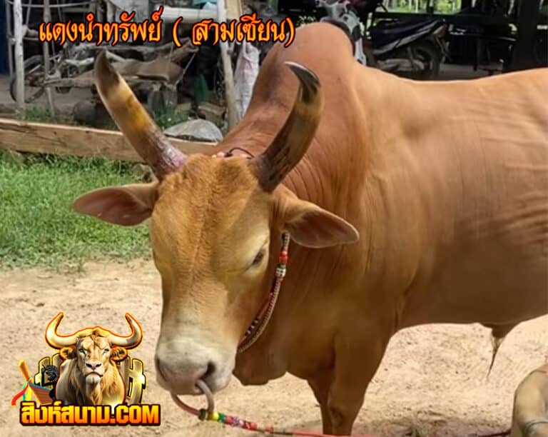 แดงนำทรัพย์ ( สามเซียน)111