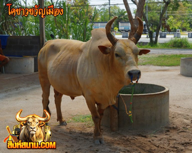 โคขาวขวัญเมือง