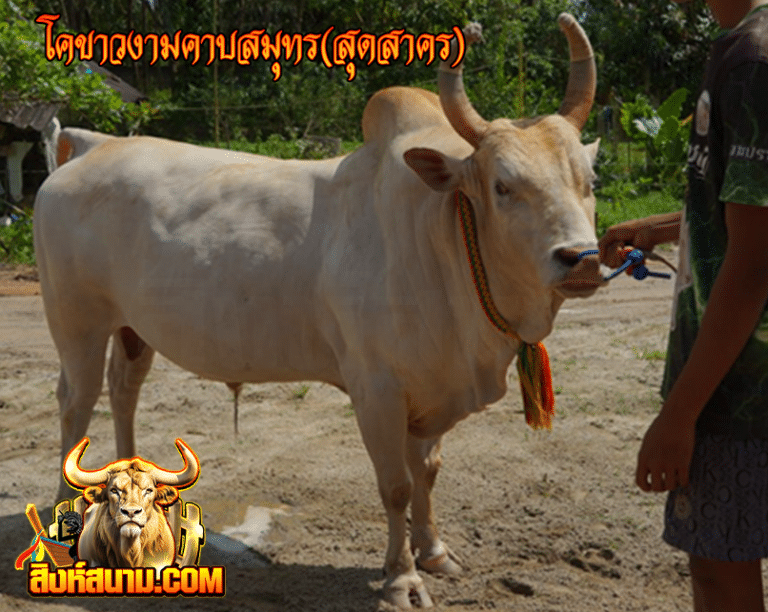 โคขาวงามคาบสมุทร (สุดสาคร)