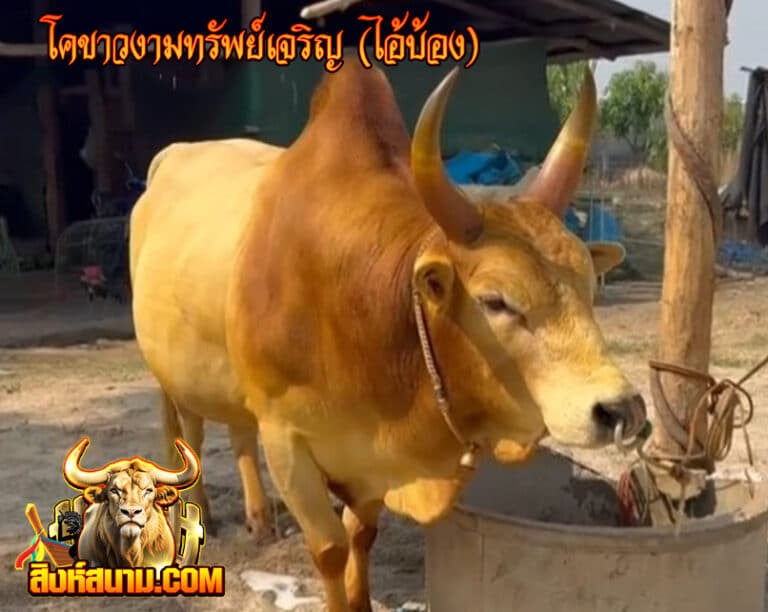 โคขาวงามทรัพย์เจริญ (ไอ้บ้อง) 55