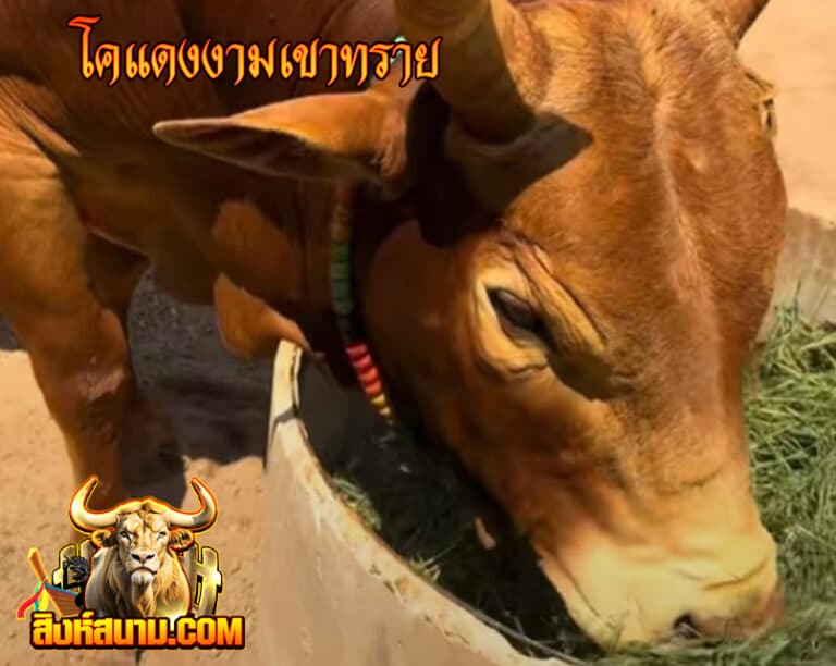โคขาวงามทรัพย์เจริญ (ไอ้บ้อง) 5555