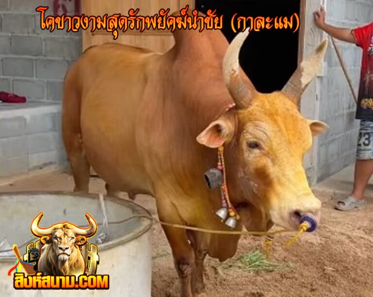 โคขาวงามสุดรักพยัคฆ์นําชัย (กาละแม)_0