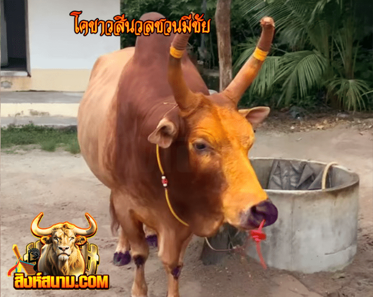 โคขาวสีนวลชวนมีชัย