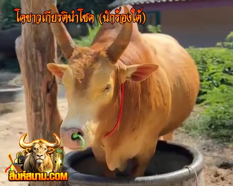 โคขาวเกียรตินำโชค (นักร้องใต้)111