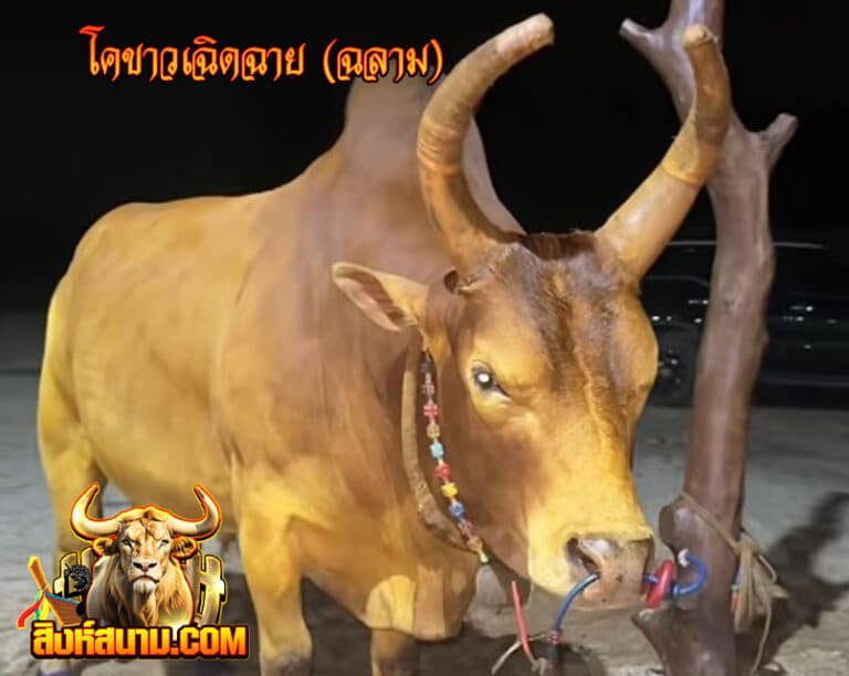 โคขาวเฉิดฉาย (ฉลาม)_0
