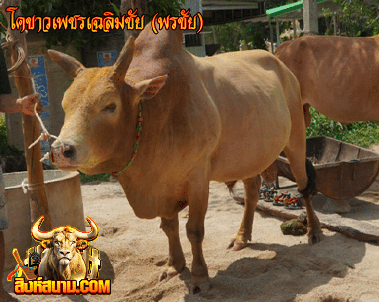 โคขาวเพชรเฉลิมชัย (พรชัย)