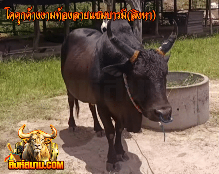 โคคุกค้างงามท้องลายแซมบารมี(สิงหา)123